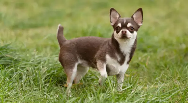 Uroczy chihuahua krótkowłosa z brązowo-białym umaszczeniem stoi na zielonej trawie, patrząc w obiektyw.