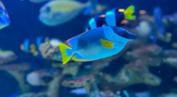Nowe oceanarium w Kołobrzegu: co warto wiedzieć o tej atrakcji?