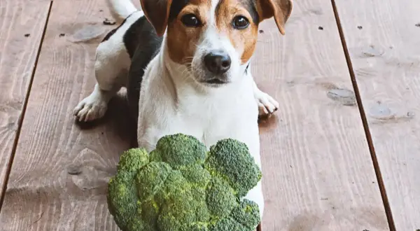 Jack Russell terrier z zaciekawieniem patrzy na brokuły. Czy pies może jeść brokuły? Ten psiak wydaje się być gotowy do próby!