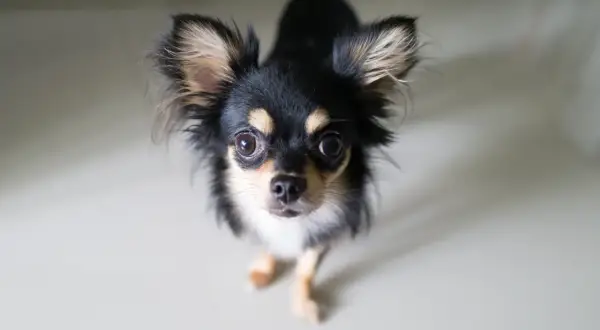 Uroczy chihuahua z wielkimi oczami, czeka na swojego właściciela. Sprawdź chihuahua cena!