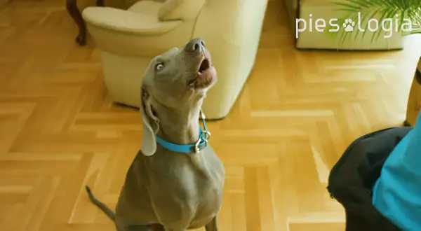 Szary pies z niebieską obrożą szczeka, ucząc się komendy "daj głos".