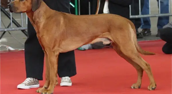Rhodesian Ridgeback, znany jako pies na lwy, prezentuje się dumnie na czerwonym dywanie.