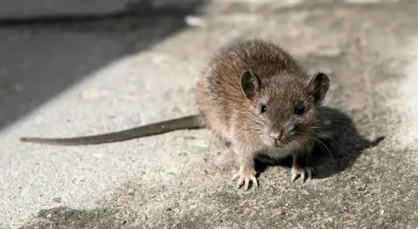 Mały, brązowy gryzoń z długim ogonem. Tak wygląda szczur, który wyszedł na spacer.