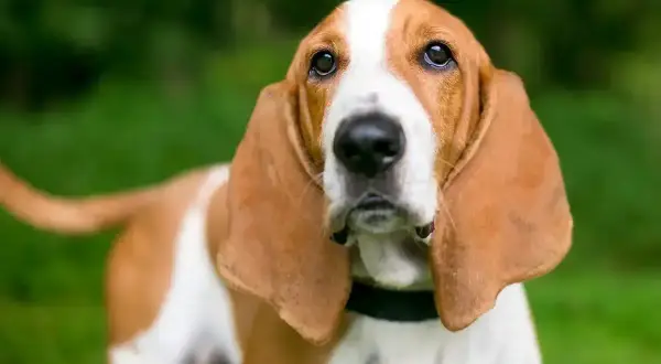 Basset hound, jedna z ras psów myśliwskich, z długimi uszami i smutnym spojrzeniem, na tle zieleni.