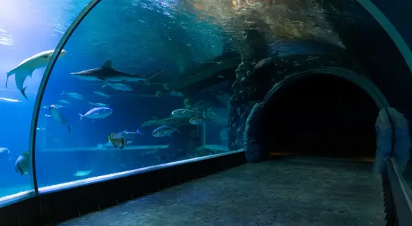 Podwodny tunel w oceanarium Ustka. Rekiny i ławice ryb pływają w akwarium, tworząc magiczny widok.