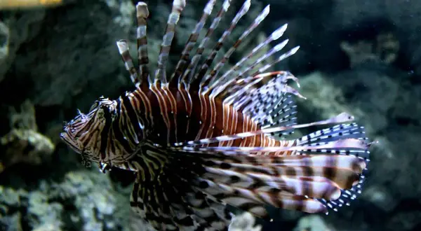 Oceanarium Lublin – wyjątkowe atrakcje, godziny otwarcia i ceny biletów