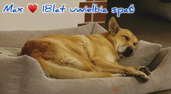 Max, 18-latek, śpi głęboko. Czy psy mają sny? Max na pewno odpoczywa, marząc o psich przygodach.