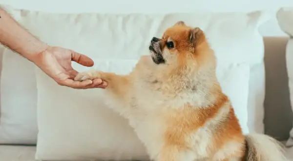 Pomeranian, często uważany za najdroższą rasę psa, podaje łapę.