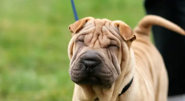 Uroczy shar pei z pomarszczoną buzią, idealny towarzysz. Sprawdź shar pei cena, jeśli marzysz o takim psie.