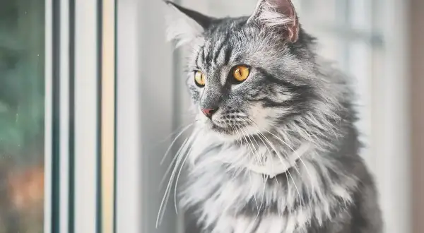 Piękny kot z długą sierścią, prawdopodobnie krzyżówka Maine Coon, z bursztynowymi oczami spogląda przez okno.