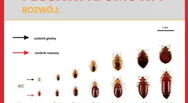 Pluskwy jak się rozmnażają - zaskakujące fakty o ich cyklu życia