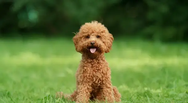 Uroczy, rudy maltipoo dorosły siedzi na trawie. Jego waga jest idealna dla tej rasy.