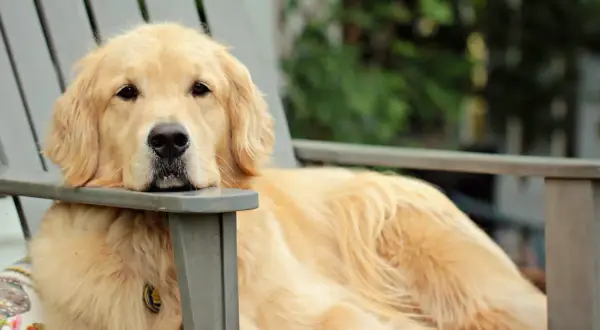 Duży pies rasy golden retriever odpoczywa na krześle ogrodowym, zrelaksowany i szczęśliwy.
