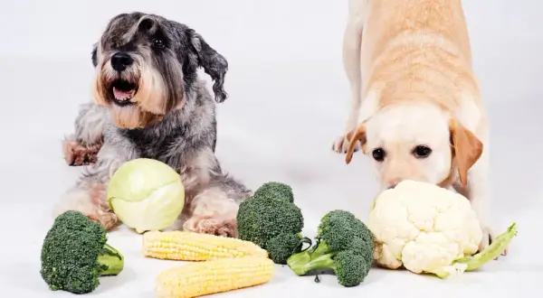Dwa psy badają warzywa. Czy pies może jeść kalafior? Labrador wącha kalafior, a sznaucer leży obok brokułów i kapusty.