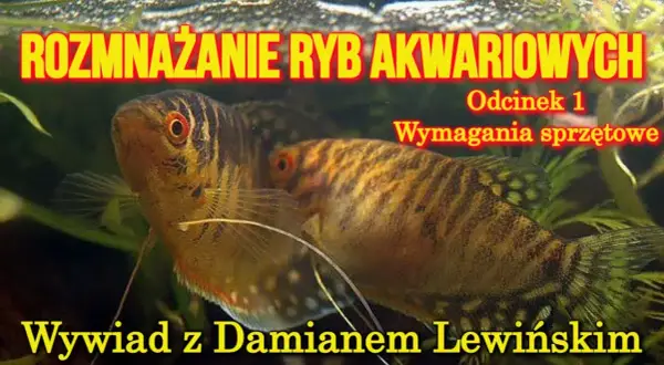 Jak rozmnażają się ryby? Odkryj tajemnice ich rozmnażania