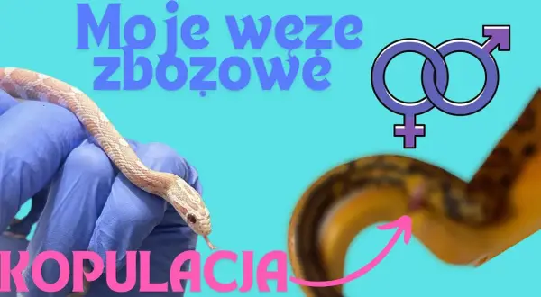 Jak rozmnażają się węże? Zaskakujące metody i procesy ich rozmnażania