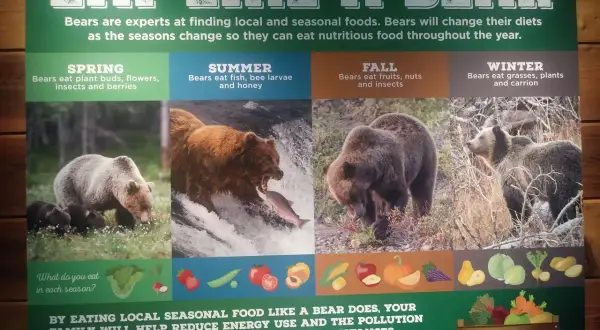 Plakat informacyjny o diecie niedźwiedzi w różnych porach roku, z ilustracjami niedźwiedzi i jedzenia.