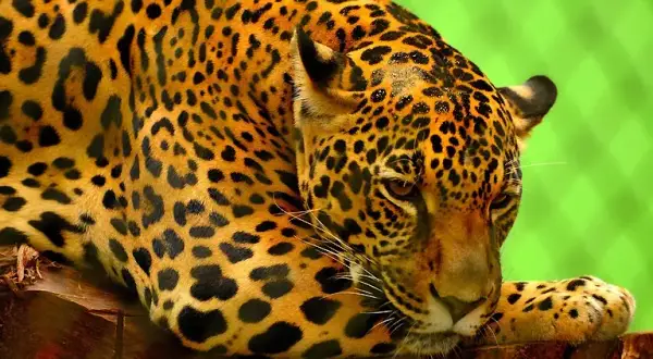Czym się żywi jaguar? Zaskakujące fakty o jego diecie i polowaniach