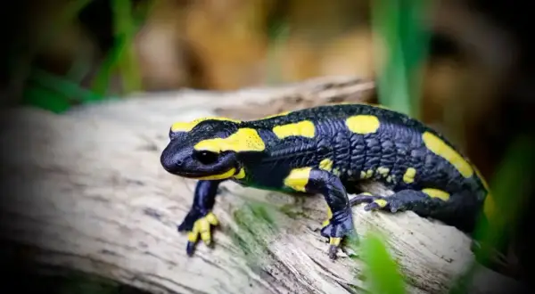Jak salamandra czym się żywi – zaskakujące fakty o jej diecie