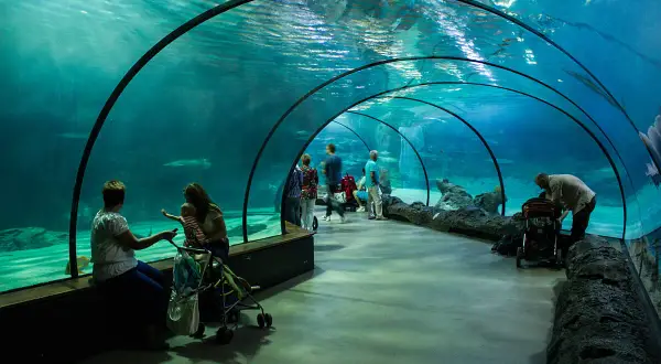 Oceanarium w Holandii: Niezapomniane atrakcje w Rotterdamie i Scheveningen