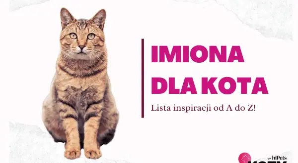 Uroczy kot siedzi obok napisu "Imiona dla kota". Znajdź idealne imię dla swojego pupila!