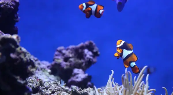 Błazenki pływające wśród koralowców w oceanarium w Świnoujściu.