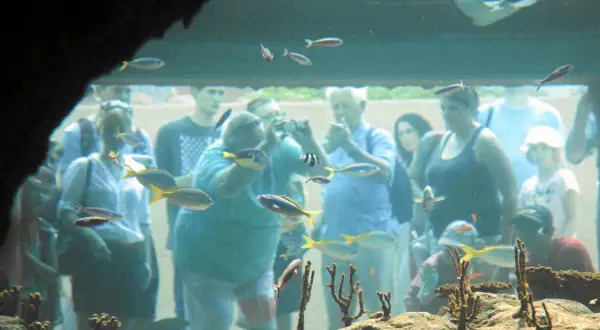 Ludzie oglądają ryby w oceanarium Kraków. Kolorowe ryby pływają w akwarium, a zwiedzający przyglądają się im z zaciekawieniem.