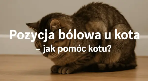 Chory kot zwinięty w kłębek, z opuszczoną głową, przyjmuje pozycję bólową. Jak pomóc kotu w cierpieniu?