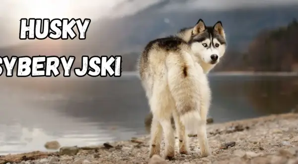 Piękny syberyjski szpic z dwukolorowymi oczami stoi na kamienistej plaży nad jeziorem.