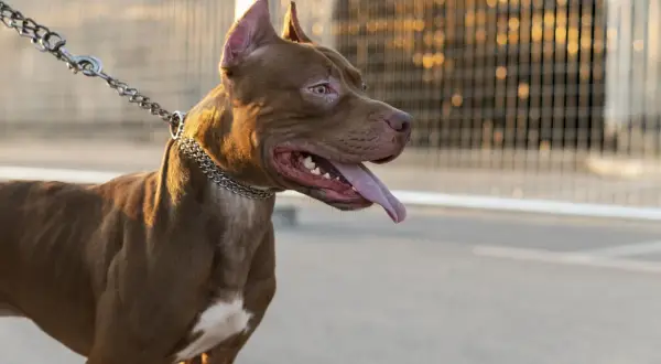 Brązowy pies rasy pitbull na smyczy, z metalowym łańcuszkiem na szyi, wygląda groźnie.