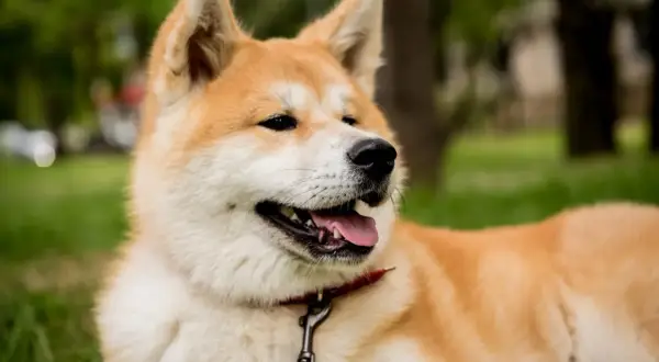 Portret psa rasy Akita Inu z otwartym pyskiem i wystawionym językiem, na tle zieleni.