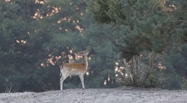 Młody jeleń z cętkami na sierści sięga do gałązki drzewa, by coś zjeść.