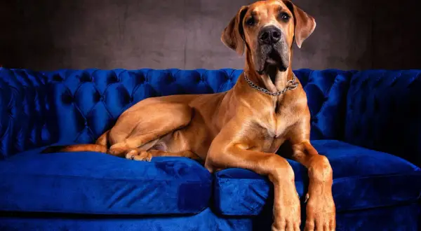 Brązowy dog niemiecki, jeden z bardzo dużych psów, leży na aksamitnej, niebieskiej kanapie.
