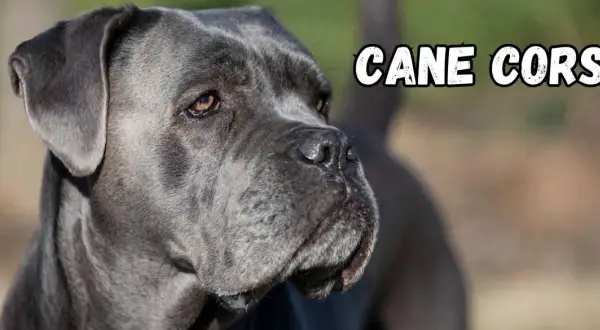 Szary pies rasy Cane Corso, znany ze swojego lojalnego charakteru, patrzy w bok.