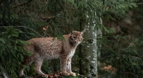 Czym się żywi ryś? Zaskakujące fakty o diecie rysia w naturze