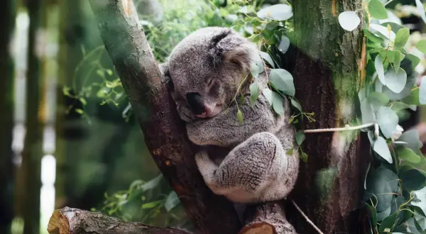 Czym się żywi koala? Odkryj tajemnice ich diety i żywienia