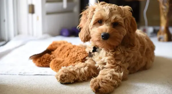 Uroczy cockapoo miniaturka leży obok pluszowego misia.