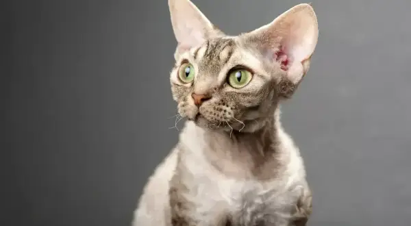 Uroczy kot rasy devon rex z zielonymi oczami, ciekawy świata. Sprawdź devon rex cena!
