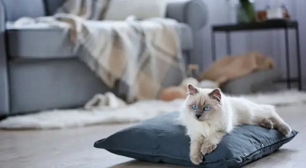 Piękny kot rasy Ragdoll z niebieskimi oczami leży na poduszce. Zastanawiasz się, ile kosztuje kot tej rasy?