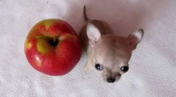 Uroczy, najmniejszy pies świata, chihuahua, obok jabłka.