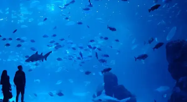 Odkryj niezwykłe atrakcje oceanarium w Gran Canarii – Poema del Mar