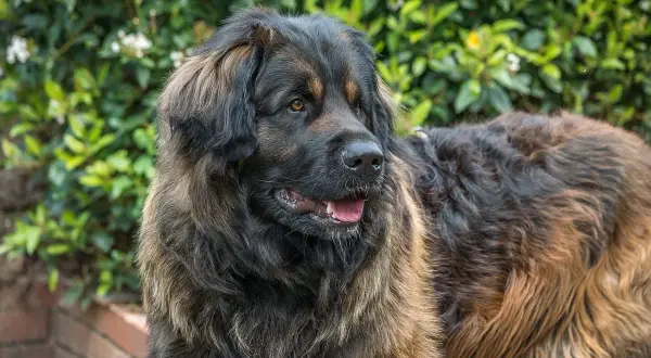 Leonberger o łagodnym usposobieniu, z puszystą sierścią, patrzy w bok na tle zieleni.
