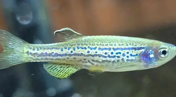 Danio pręgowane z niebieskimi plamkami, idealne do akwarium z odpowiednią temperaturą wody.