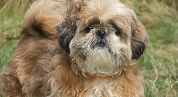 Uroczy shih tzu miniaturka z puszystą sierścią i zawiniętym ogonem pozuje na tle trawy.