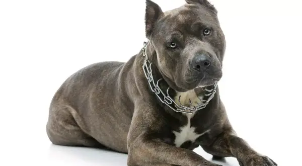 Szarobłękitny amstaff z metalowym łańcuchem na szyi leży na białym tle. Jego waga jest imponująca, świadczy o sile.
