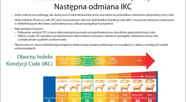 Skala ITC pomaga określić, jak odchudzić psa, pokazując zależność między masą ciała a ryzykiem chorób.