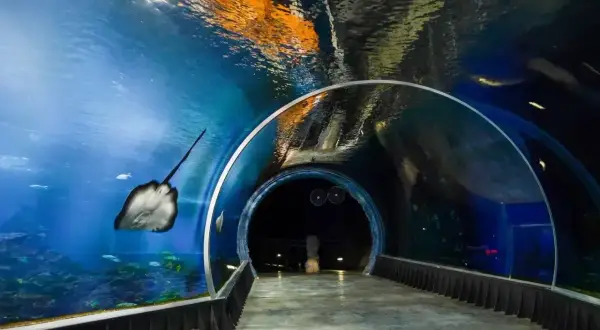 Podwodny tunel w oceanarium Wrocław. Płaszczka pływa obok, a nad głową widać odbicia. Idealne miejsce na zakup biletów.