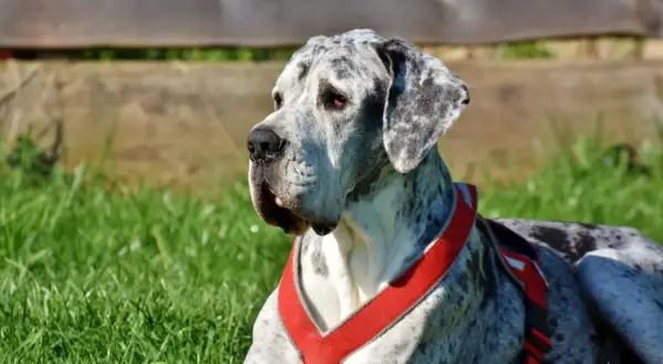 Piękny dog niemiecki w czerwonej uprzęży leży na trawie. Zastanawiasz się, ile kosztuje uśpienie psa?