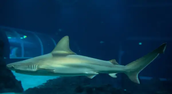 Rekin pływa w oceanarium, które jest częścią większego kompleksu, jak np. Afrykarium. Czy to to samo? Nie, to różne atrakcje.