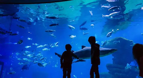 Oceanarium Majorka - fascynujące atrakcje i praktyczne informacje